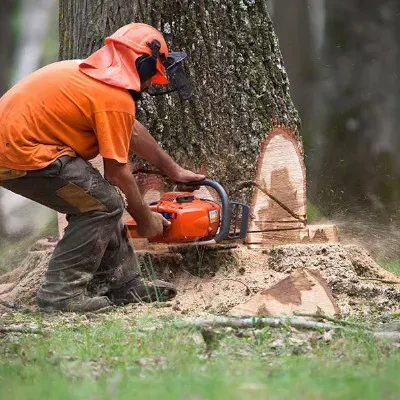 dessouchage-abattage-1